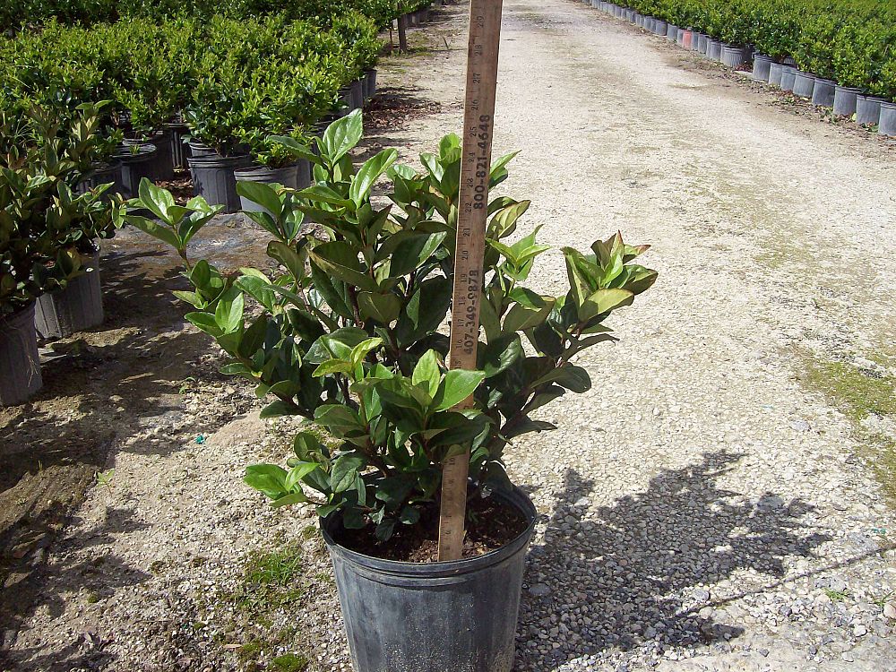 viburnum-suspensum-sandankwa-viburnum