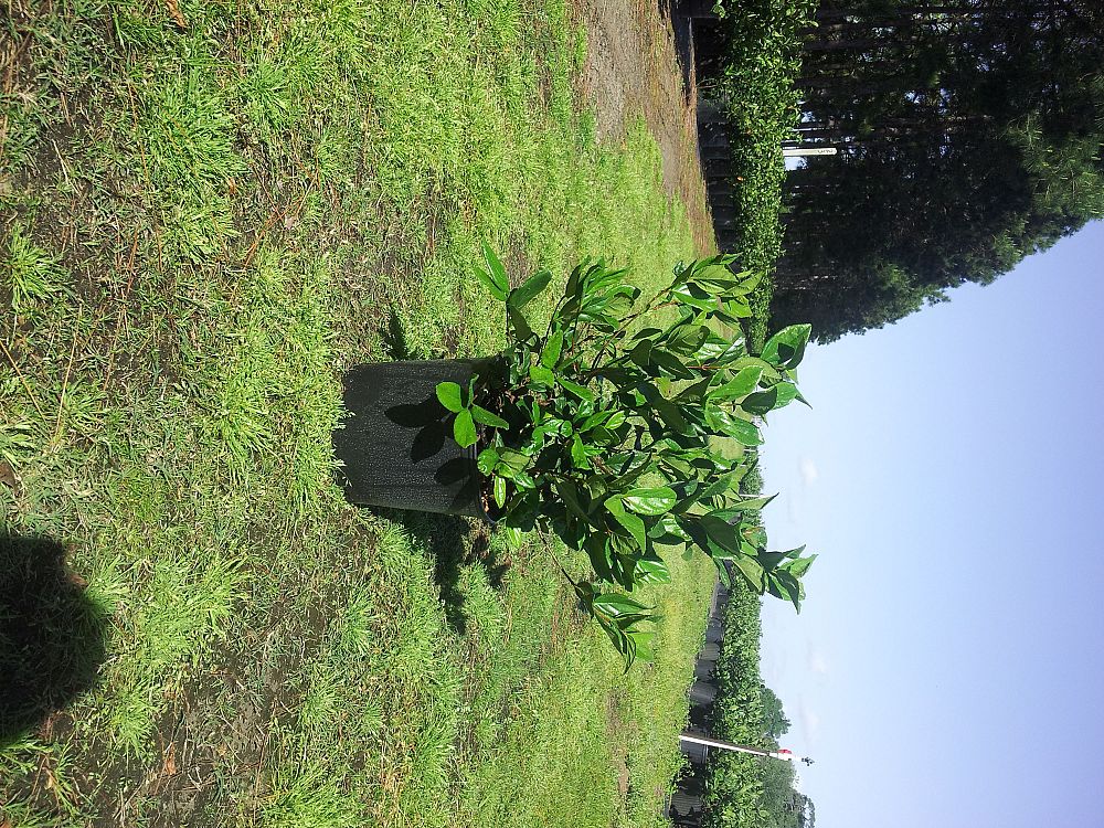 viburnum-suspensum-sandankwa-viburnum
