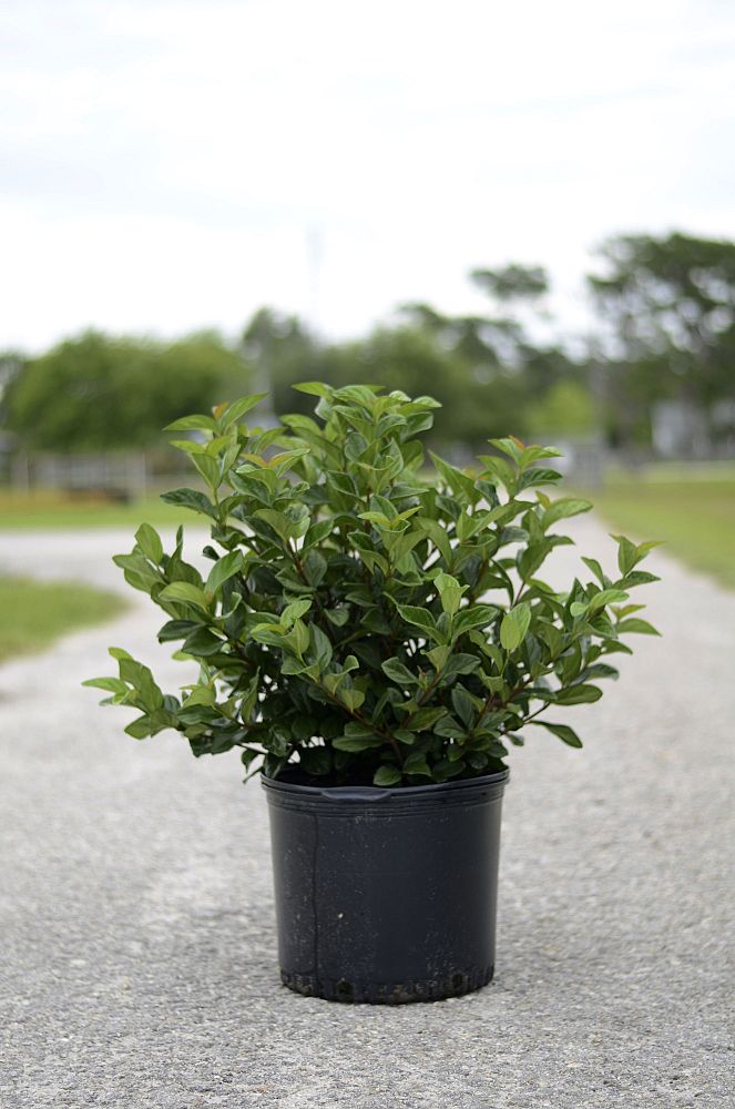 viburnum-suspensum-sandankwa-viburnum