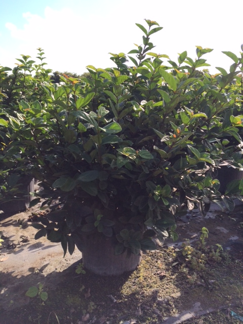 viburnum-suspensum-sandankwa-viburnum