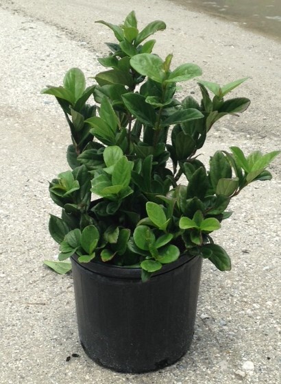 viburnum-suspensum-sandankwa-viburnum