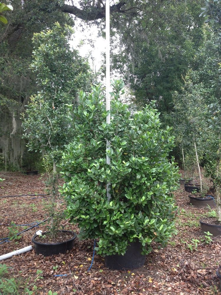 viburnum-suspensum-sandankwa-viburnum