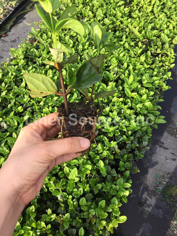 viburnum-suspensum-sandankwa-viburnum