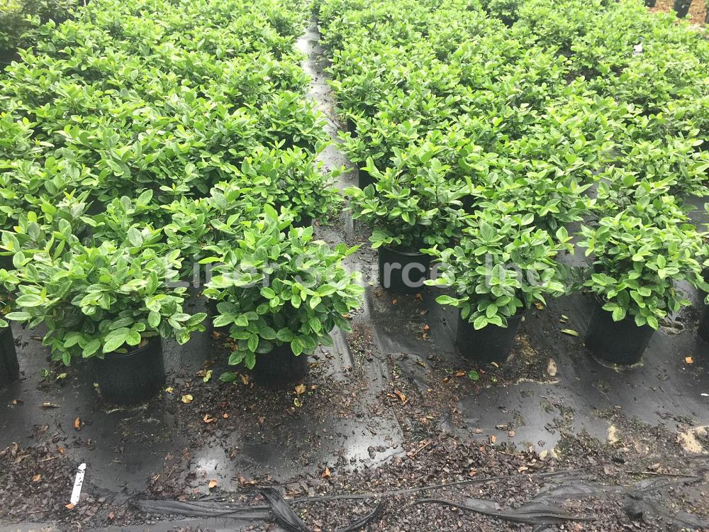 viburnum-suspensum-sandankwa-viburnum