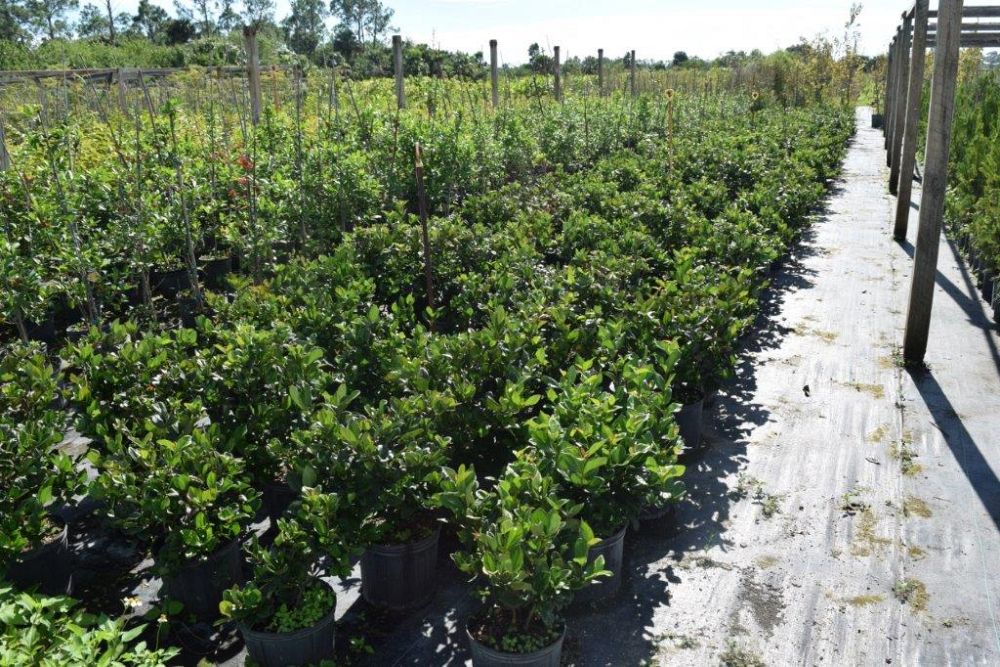 viburnum-suspensum-sandankwa-viburnum