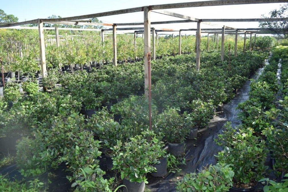 viburnum-suspensum-sandankwa-viburnum