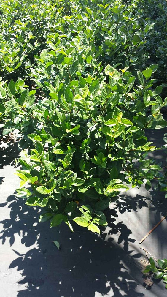 viburnum-suspensum-sandankwa-viburnum