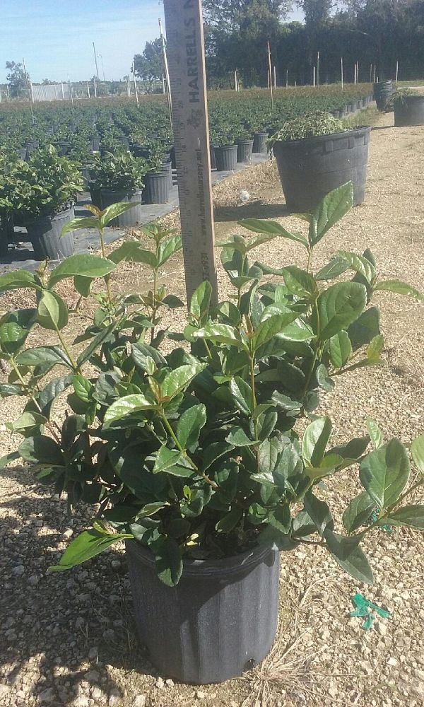 viburnum-suspensum-sandankwa-viburnum