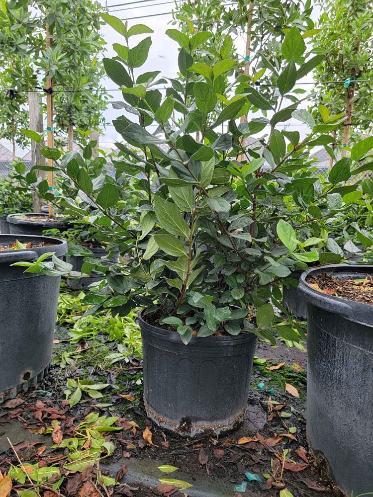 viburnum-suspensum-sandankwa-viburnum