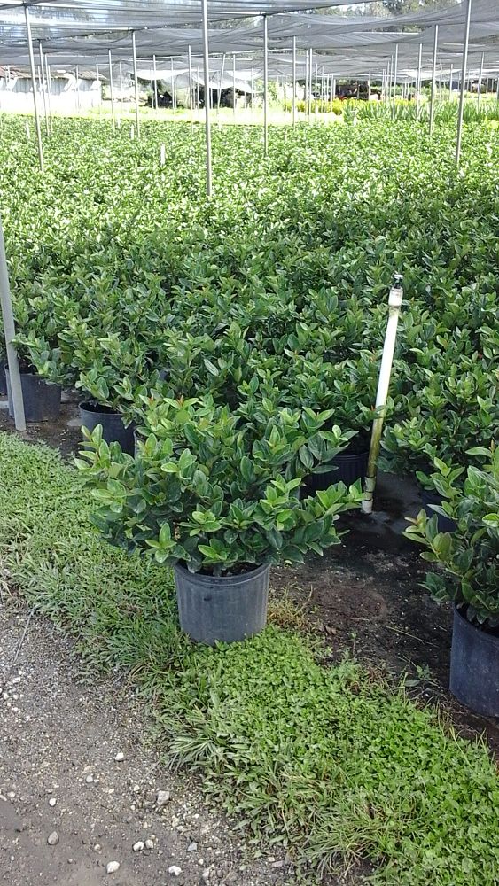 viburnum-suspensum-sandankwa-viburnum
