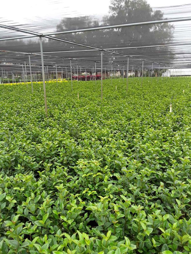 viburnum-suspensum-sandankwa-viburnum