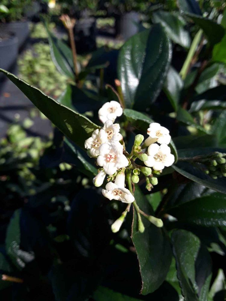 viburnum-suspensum-sandankwa-viburnum