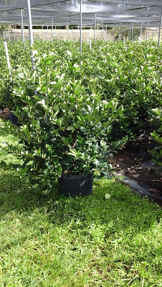 viburnum-suspensum-sandankwa-viburnum