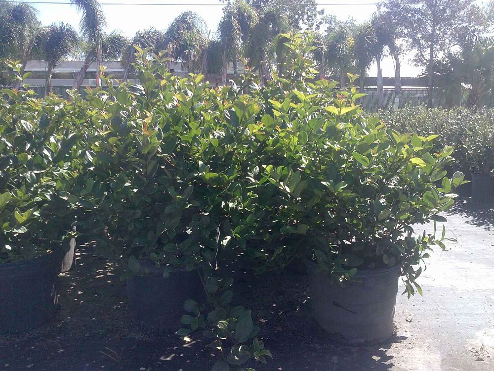 viburnum-suspensum-sandankwa-viburnum