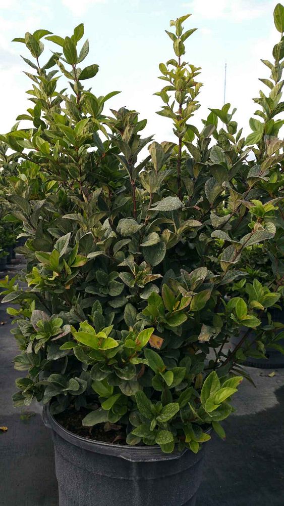 viburnum-suspensum-sandankwa-viburnum
