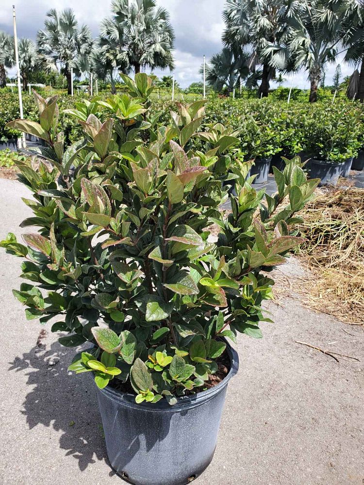 viburnum-suspensum-sandankwa-viburnum
