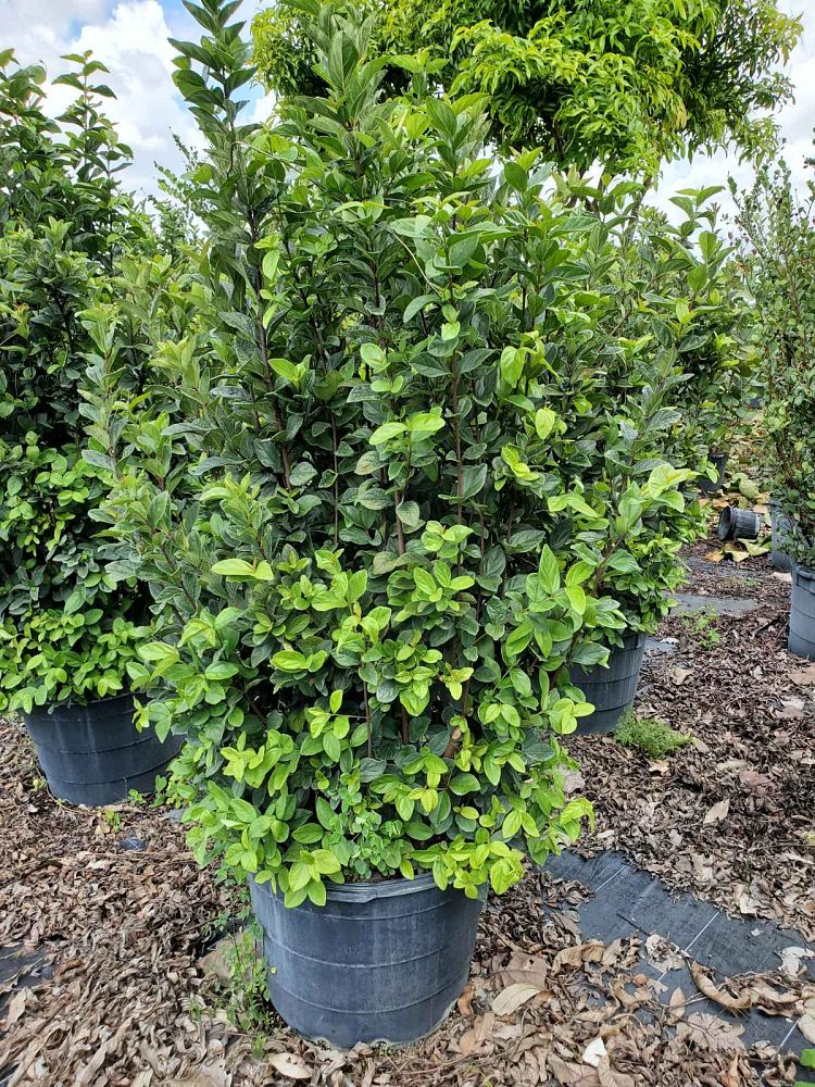 viburnum-suspensum-sandankwa-viburnum