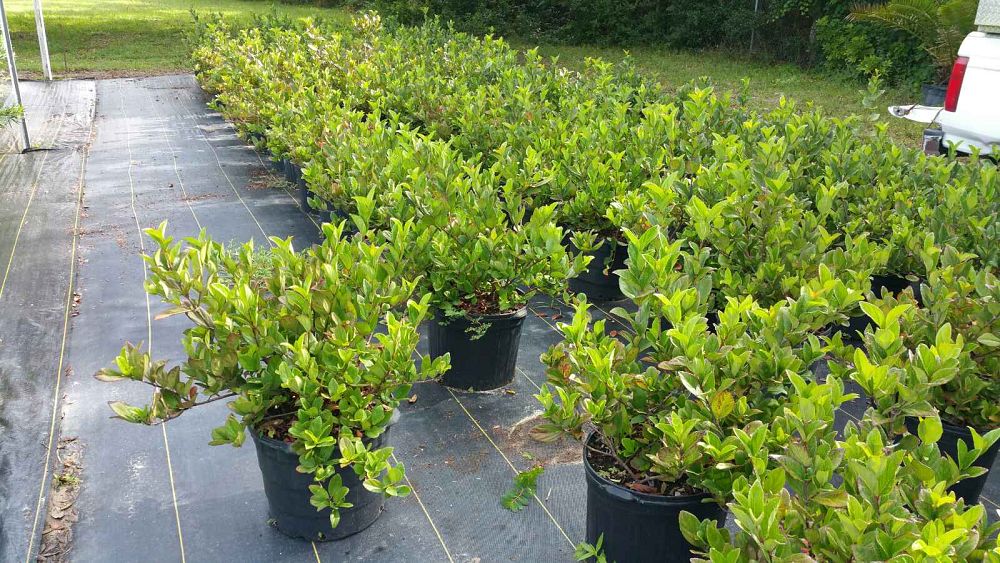 viburnum-suspensum-sandankwa-viburnum