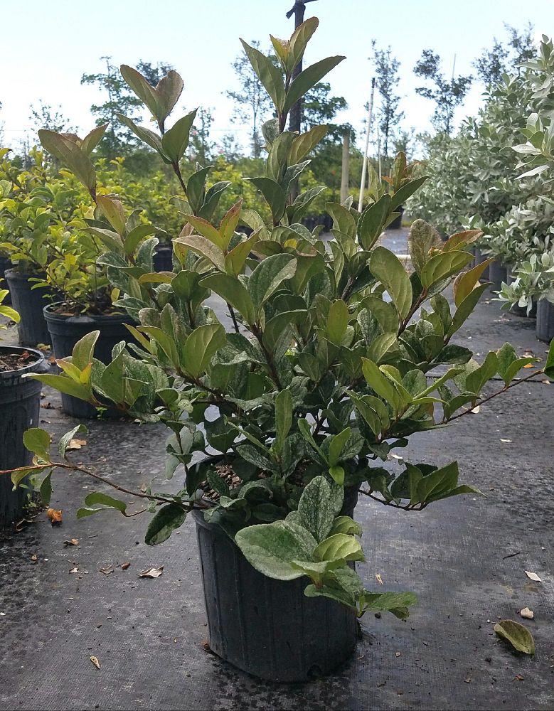 viburnum-suspensum-sandankwa-viburnum