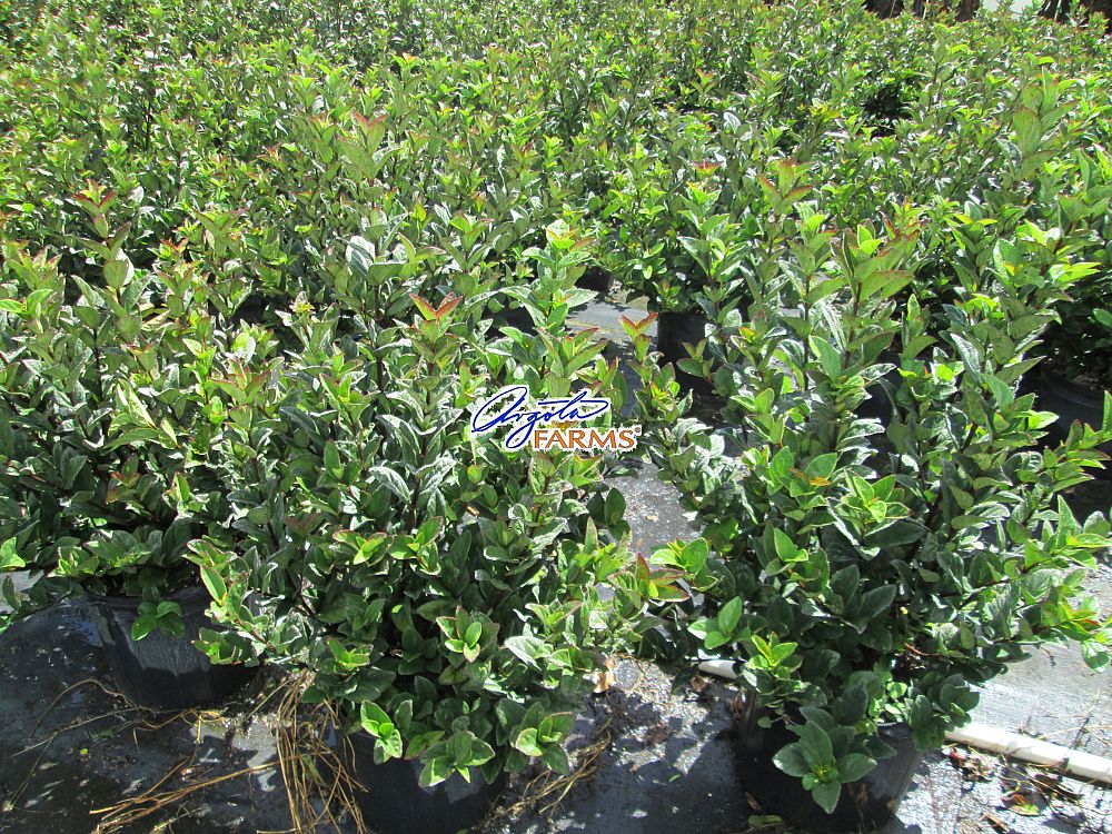 viburnum-suspensum-sandankwa-viburnum