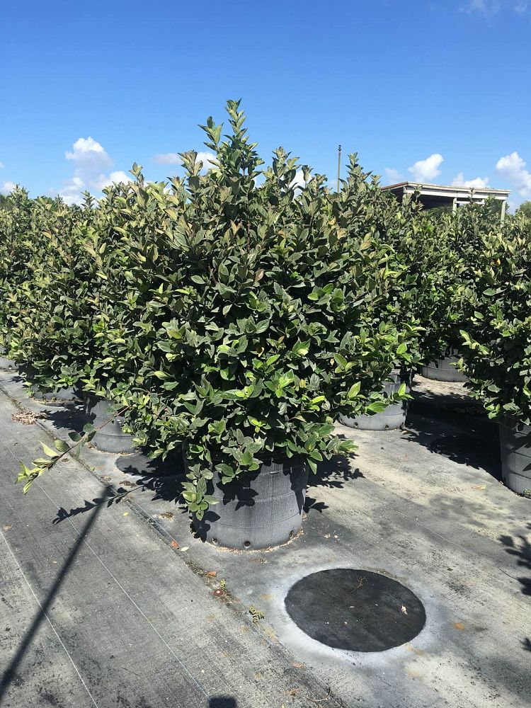 viburnum-suspensum-sandankwa-viburnum