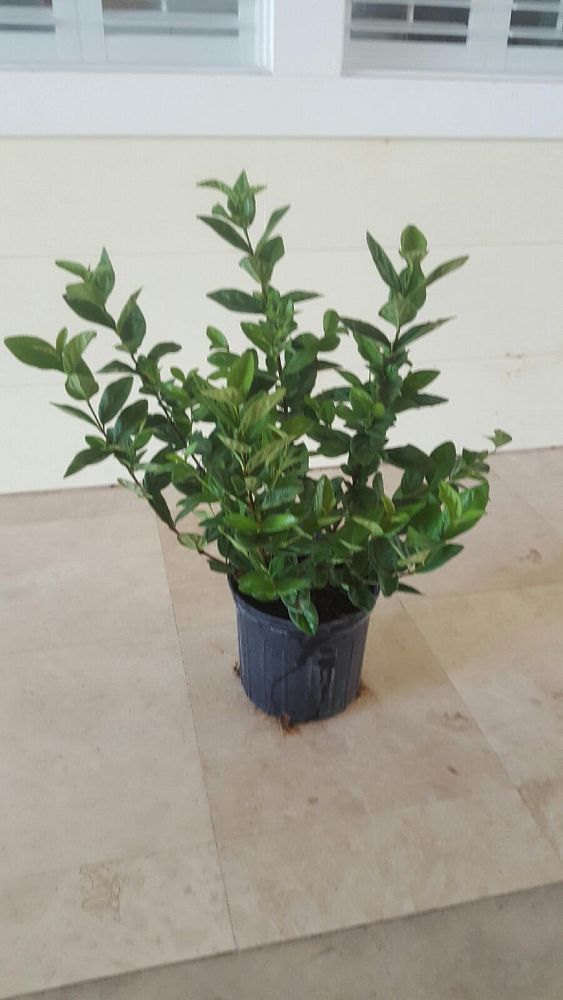viburnum-suspensum-sandankwa-viburnum
