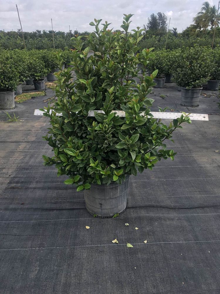 viburnum-suspensum-sandankwa-viburnum