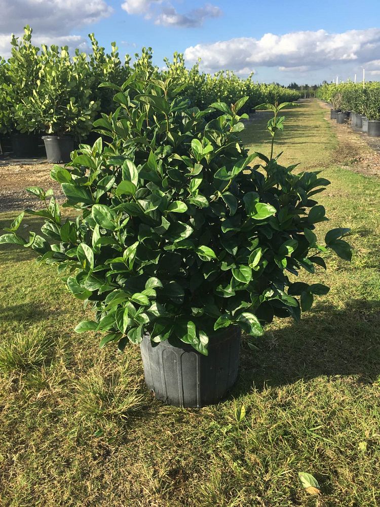 viburnum-suspensum-sandankwa-viburnum