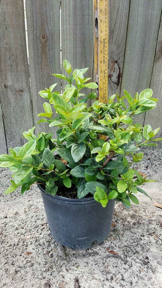 viburnum-suspensum-sandankwa-viburnum