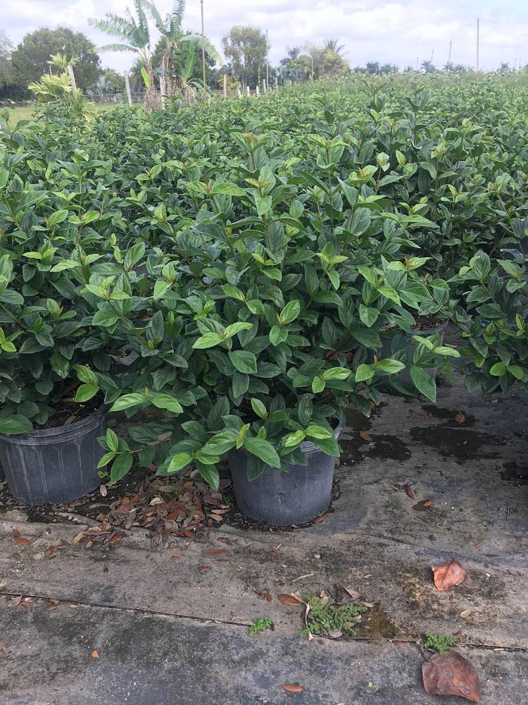 viburnum-suspensum-sandankwa-viburnum