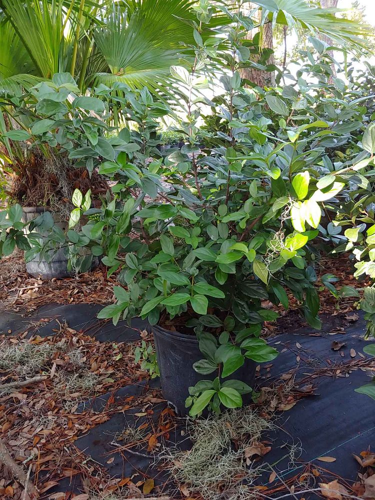 viburnum-suspensum-sandankwa-viburnum