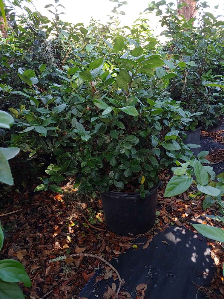 viburnum-suspensum-sandankwa-viburnum