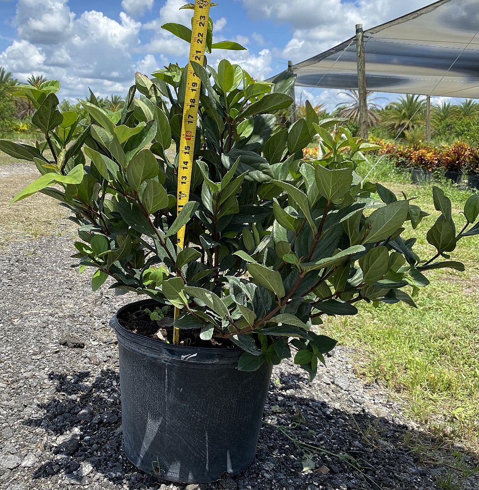 viburnum-suspensum-sandankwa-viburnum