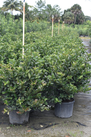 viburnum-suspensum-sandankwa-viburnum