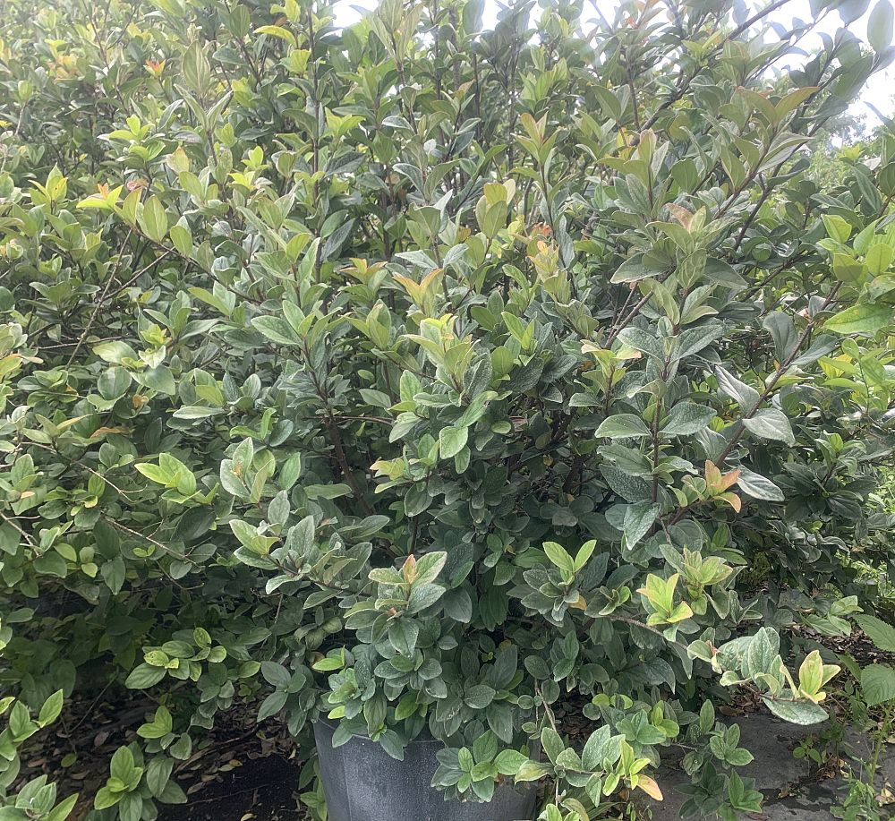 viburnum-suspensum-sandankwa-viburnum
