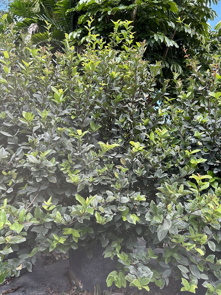 viburnum-suspensum-sandankwa-viburnum