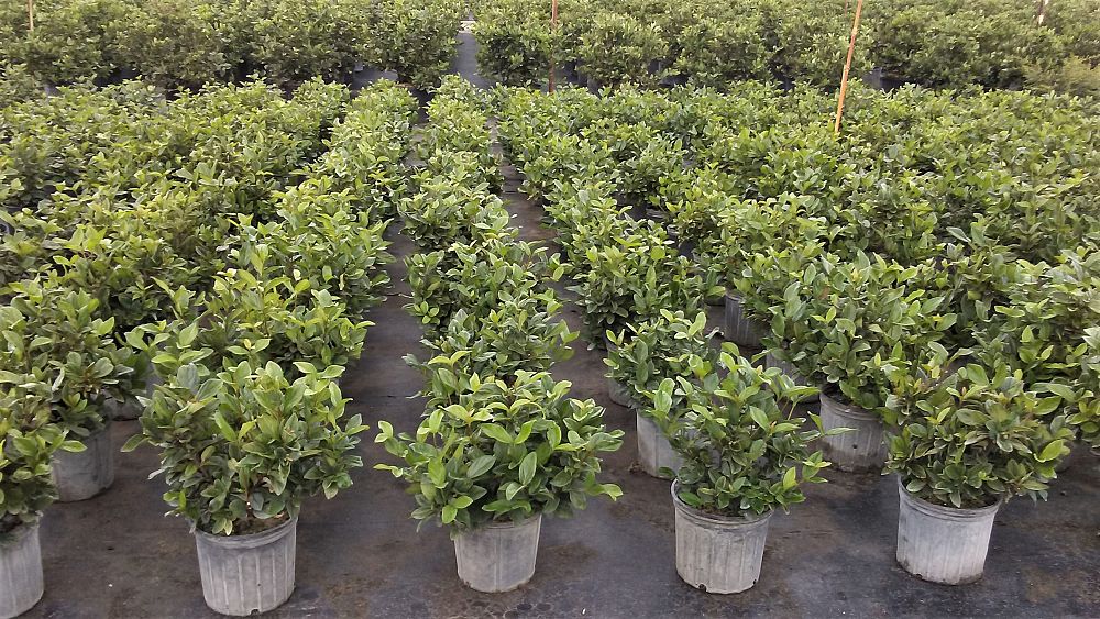 viburnum-suspensum-sandankwa-viburnum