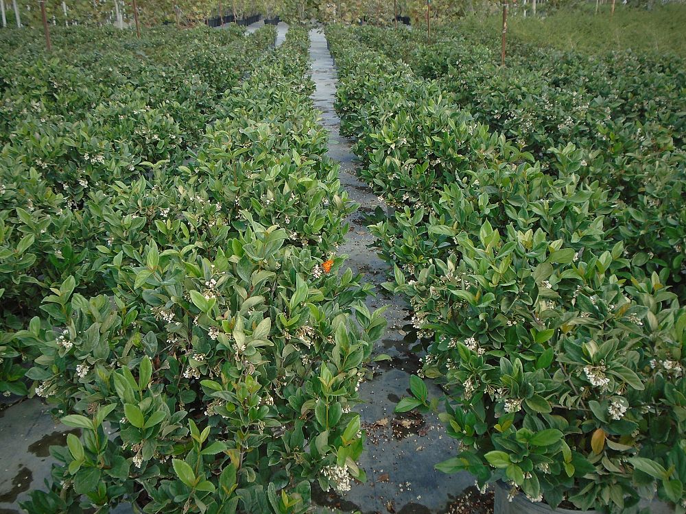 viburnum-suspensum-sandankwa-viburnum
