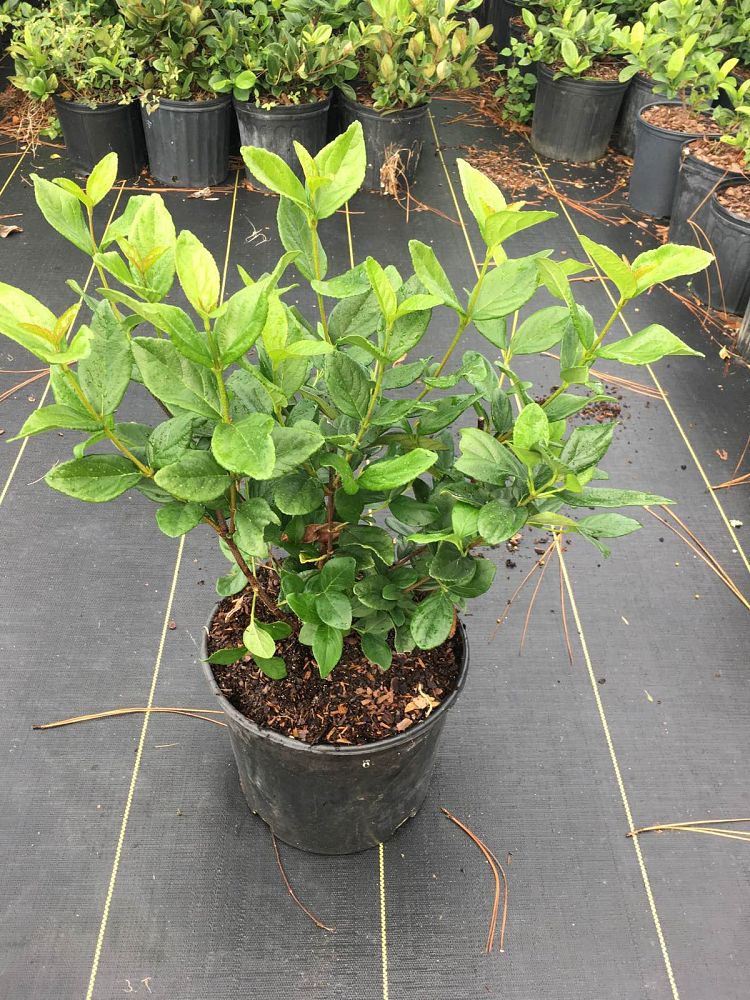 viburnum-suspensum-sandankwa-viburnum