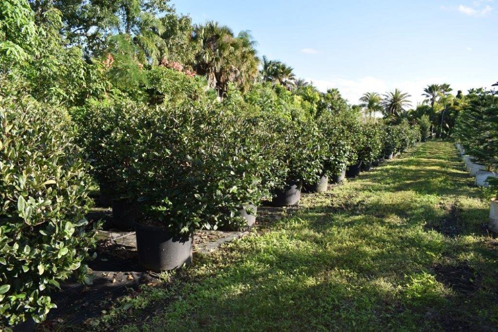 viburnum-suspensum-sandankwa-viburnum