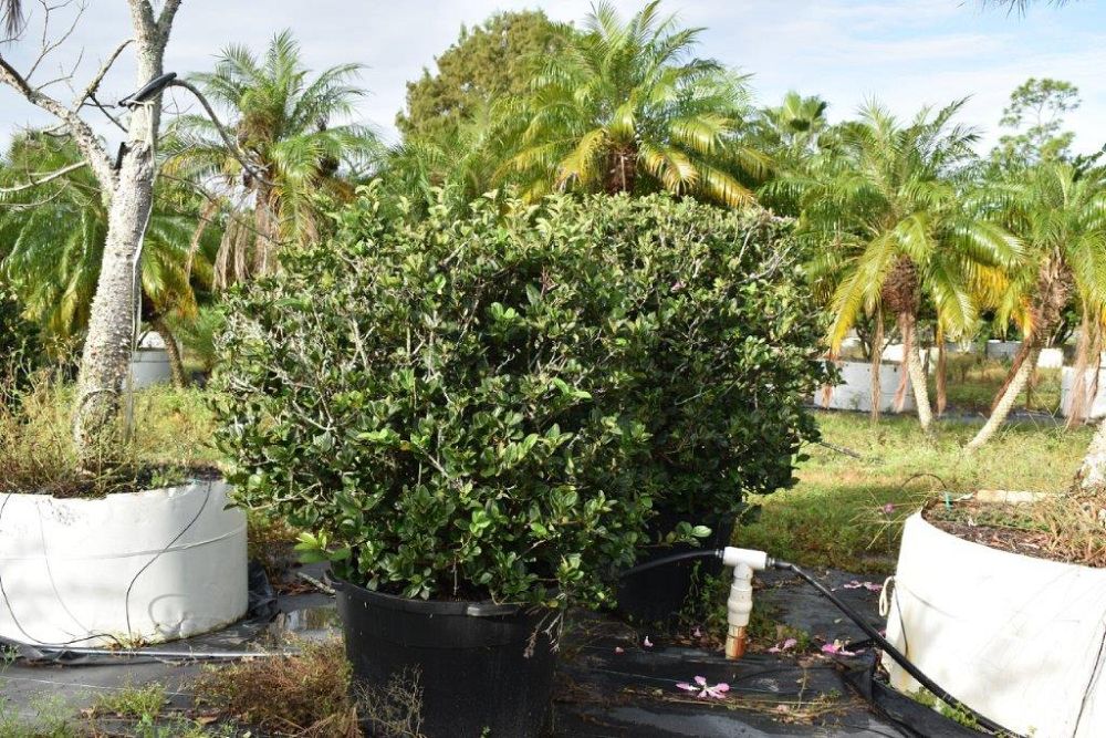 viburnum-suspensum-sandankwa-viburnum