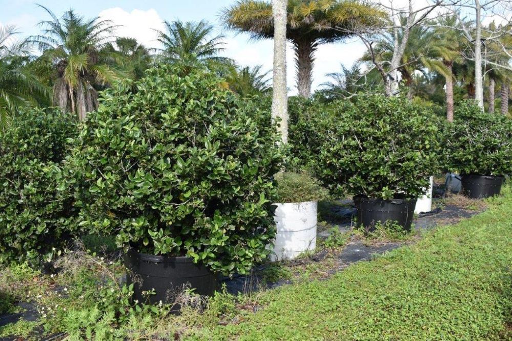 viburnum-suspensum-sandankwa-viburnum