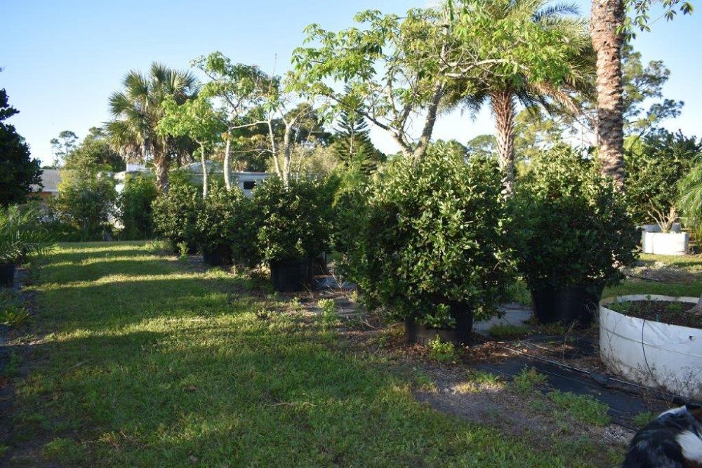 viburnum-suspensum-sandankwa-viburnum
