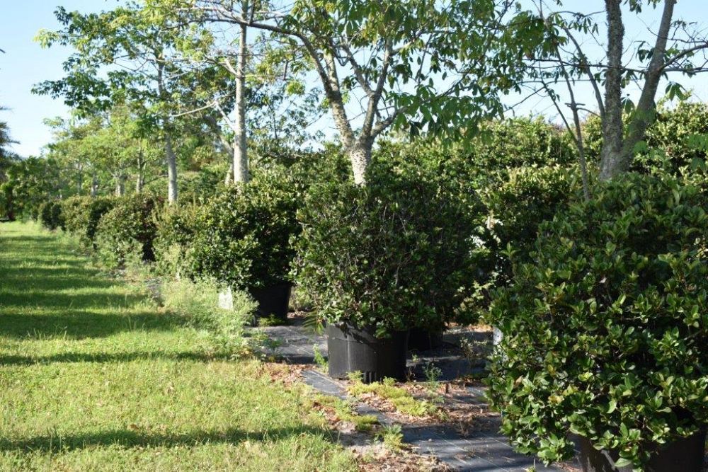 viburnum-suspensum-sandankwa-viburnum