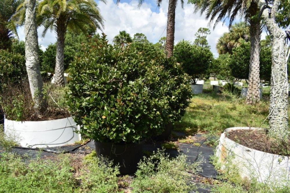 viburnum-suspensum-sandankwa-viburnum