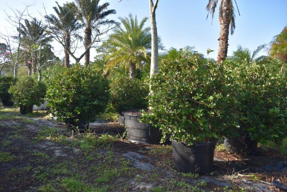 viburnum-suspensum-sandankwa-viburnum
