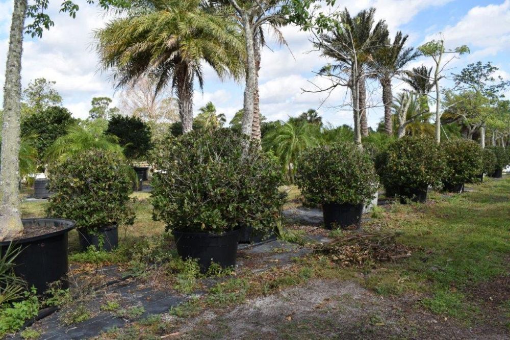 viburnum-suspensum-sandankwa-viburnum