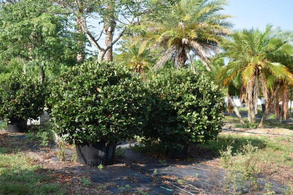 viburnum-suspensum-sandankwa-viburnum