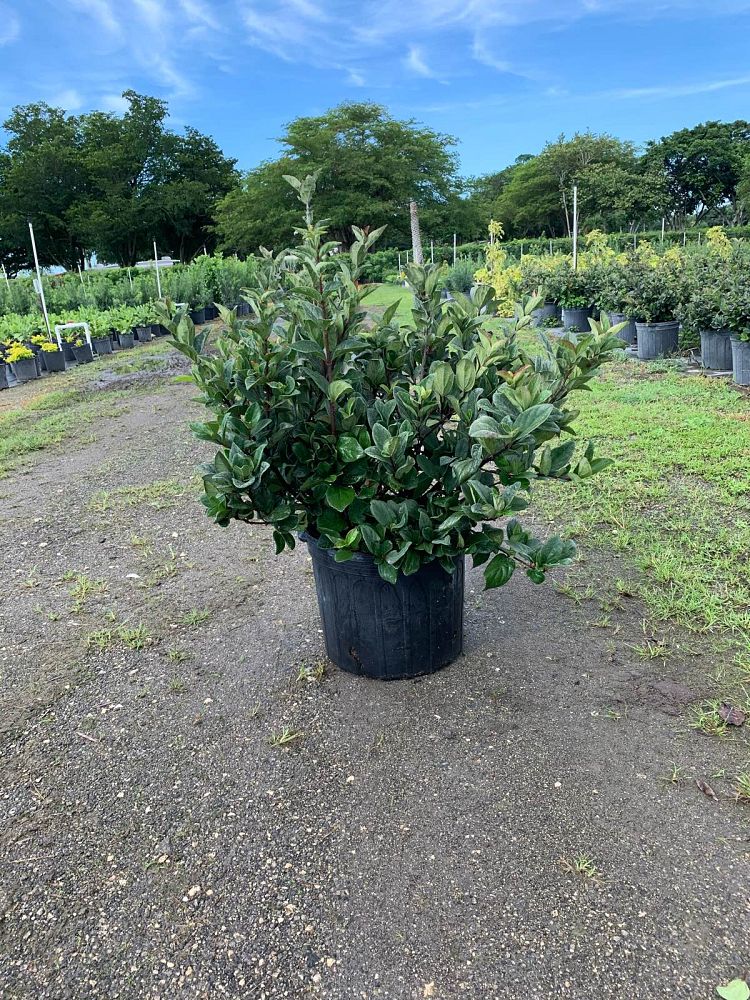 viburnum-suspensum-sandankwa-viburnum
