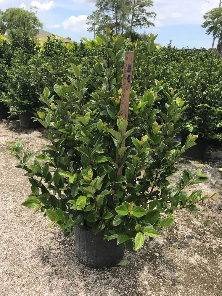 viburnum-suspensum-sandankwa-viburnum